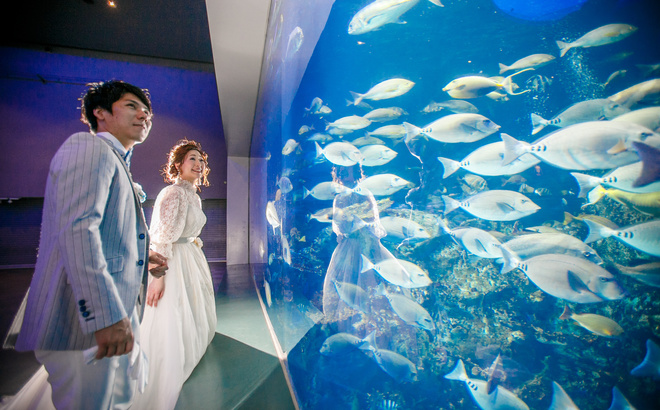 鳥羽水族館にて前撮り　水槽の中のたくさんの魚を見つめる新郎新婦